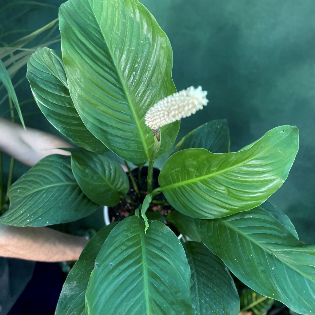 Spathiphyllum