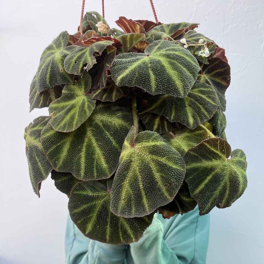 Begonia Brasilera