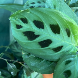 Maranta Leuconera Kerchoveana