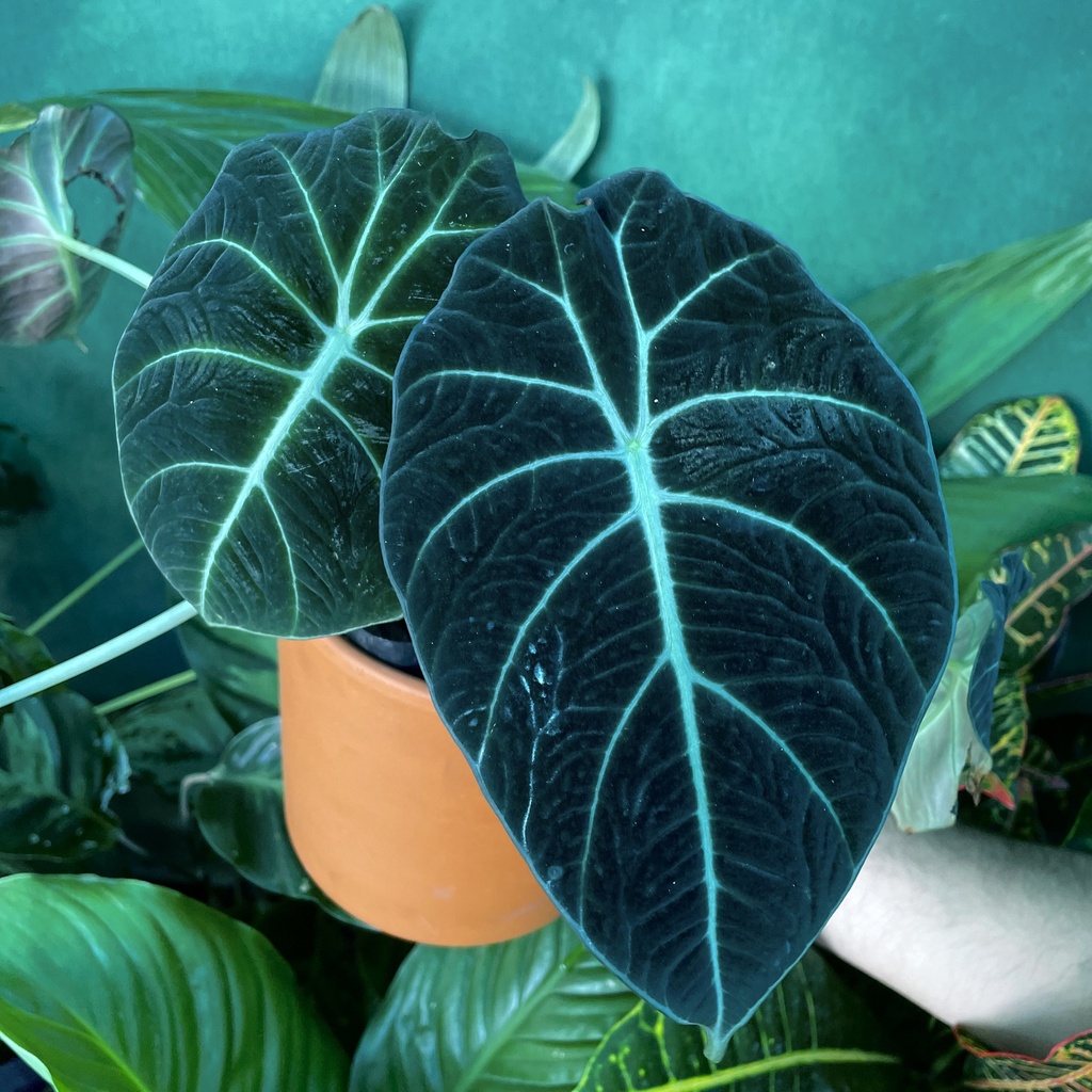 Alocasia Black Velvet