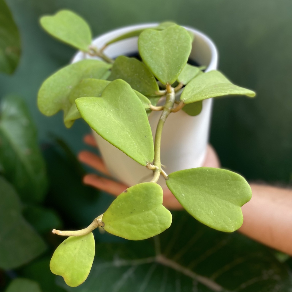 Hoya Kerrii