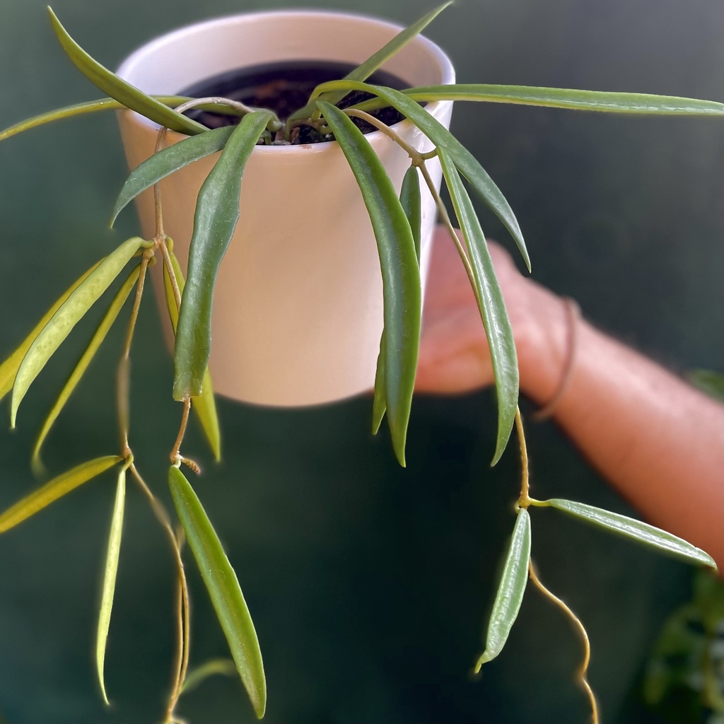 Hoya Shepherdii