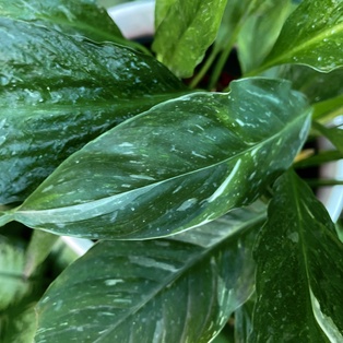 Spathiphyllum Variegado