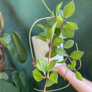 Peperomia Pecuniifolia