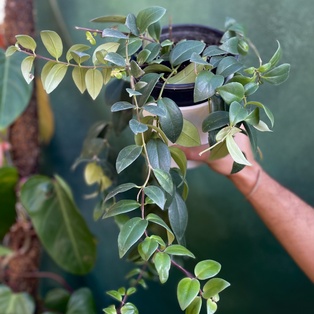 Aeschynanthus Radicans