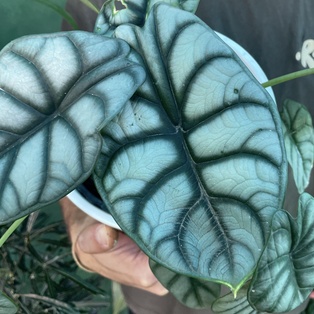 Alocasia Silver Dragon