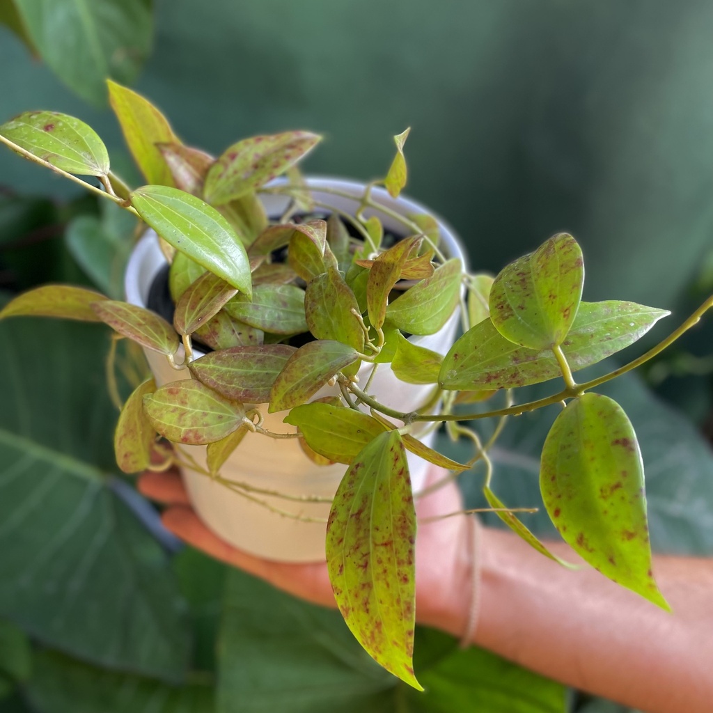 Hoya Verticillata