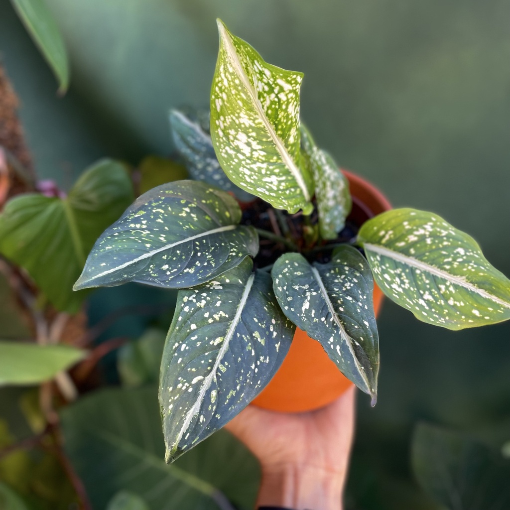 Aglaonema Costatum