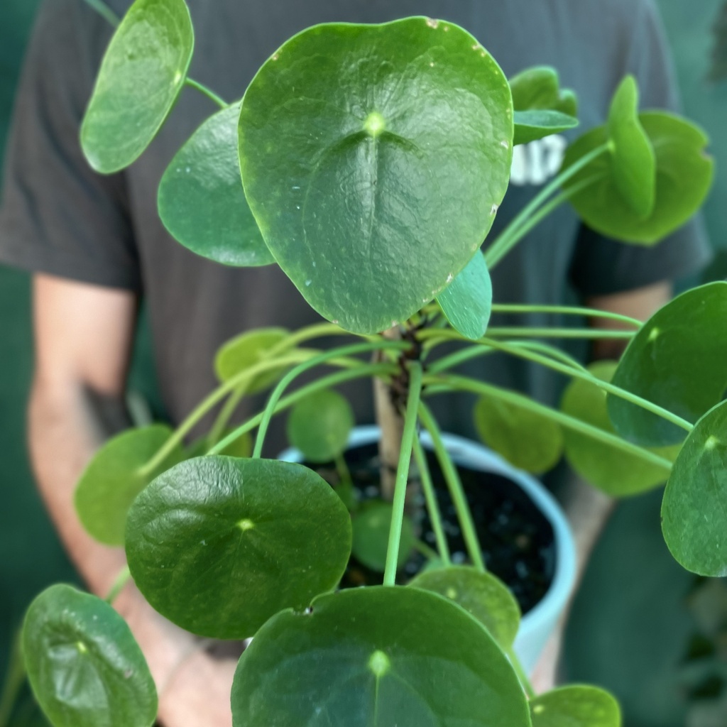 Pilea Peperomioides