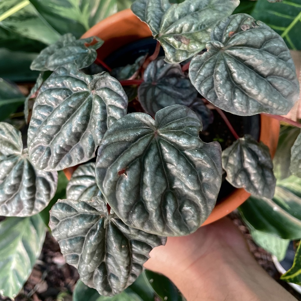 Peperomia Caperata