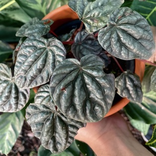 Peperomia Caperata