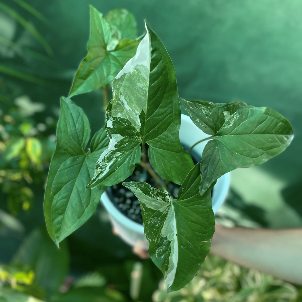 Syngonium Variegado