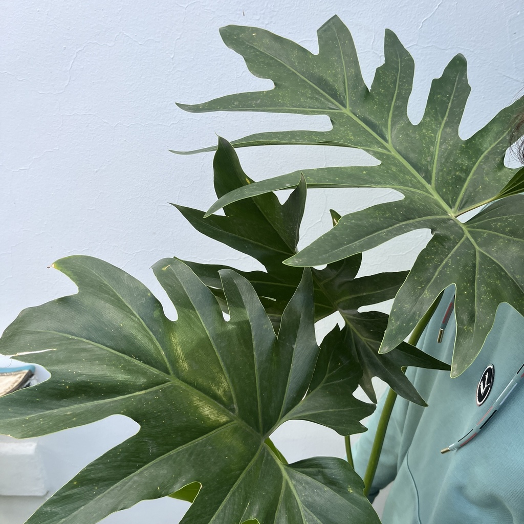 Philodendron Misionero