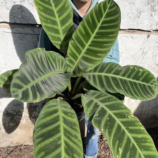 Calathea Zebrina