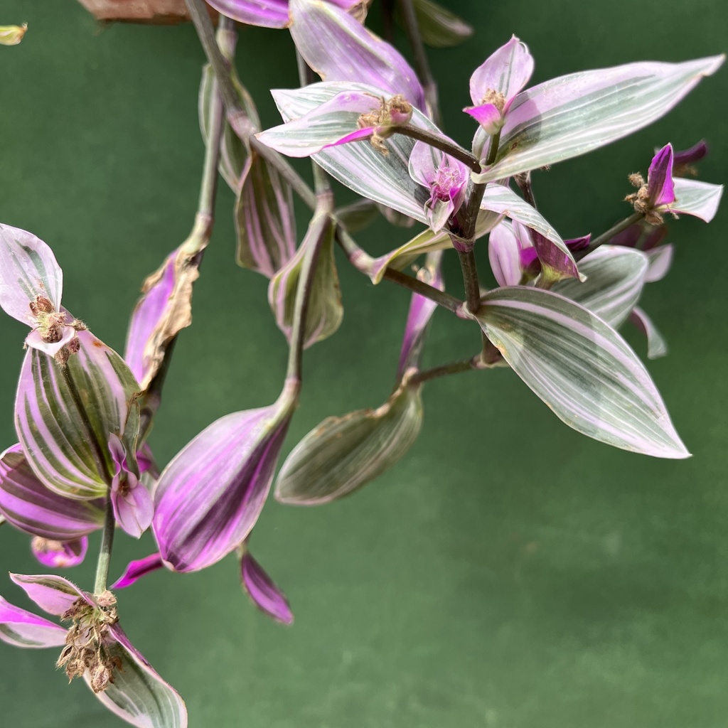 Tradescantia Fluminensis