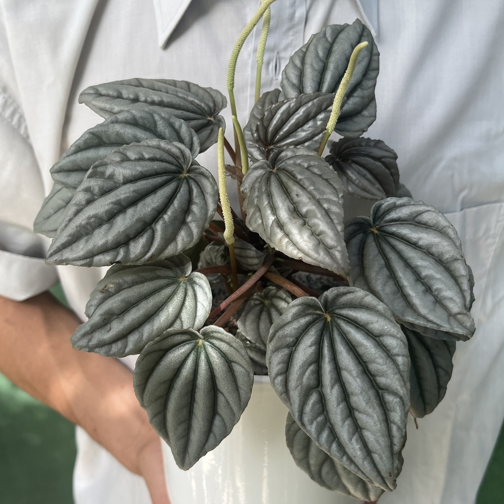 Peperomia Grisoarpentea