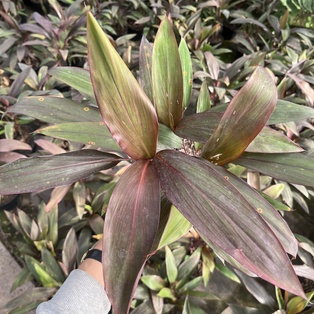 Dracena Rubra