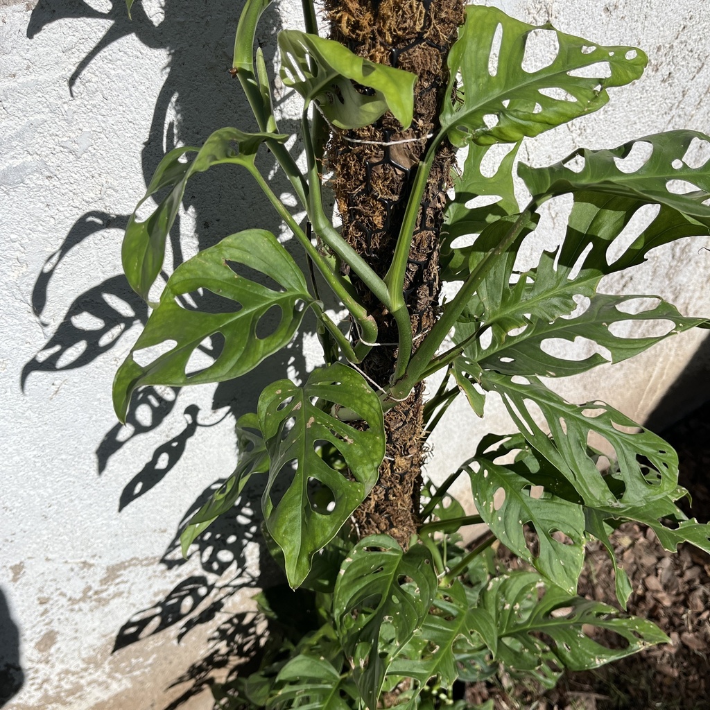 Monstera Adansonii