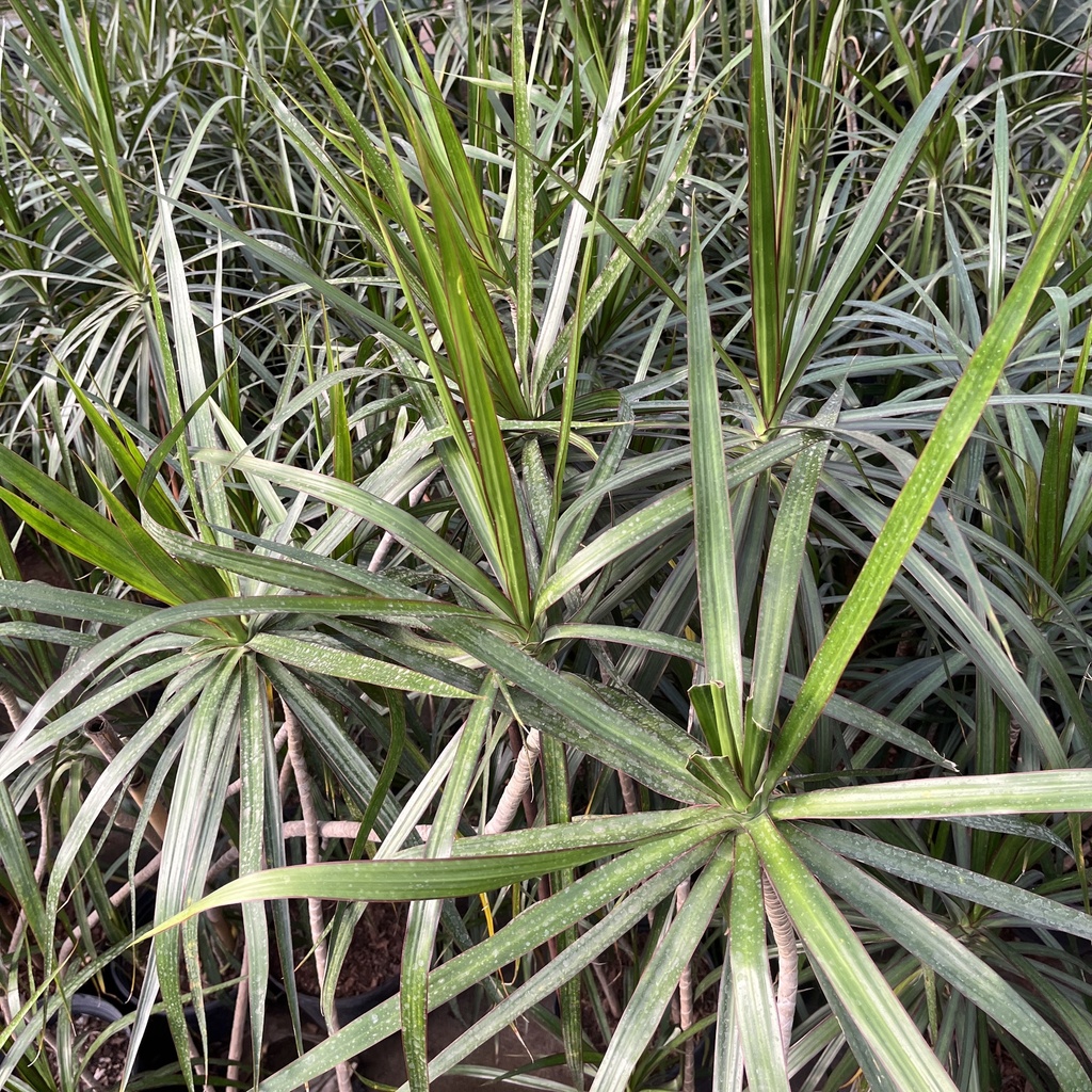 Dracena Marginata (M)